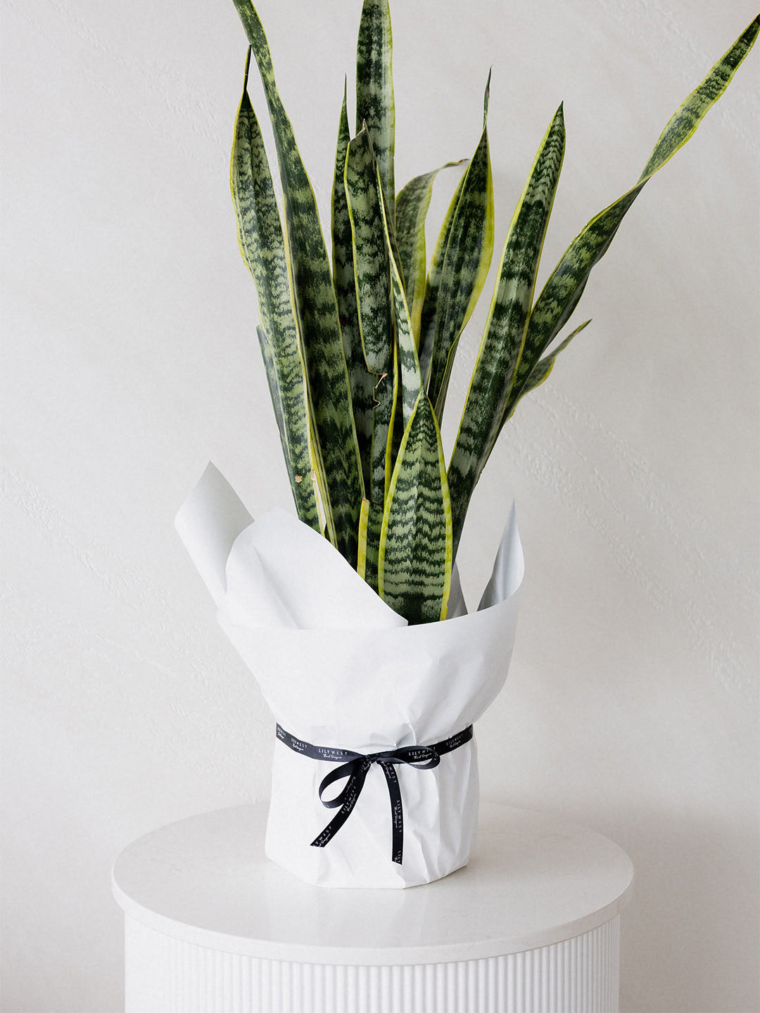 Snake Plant