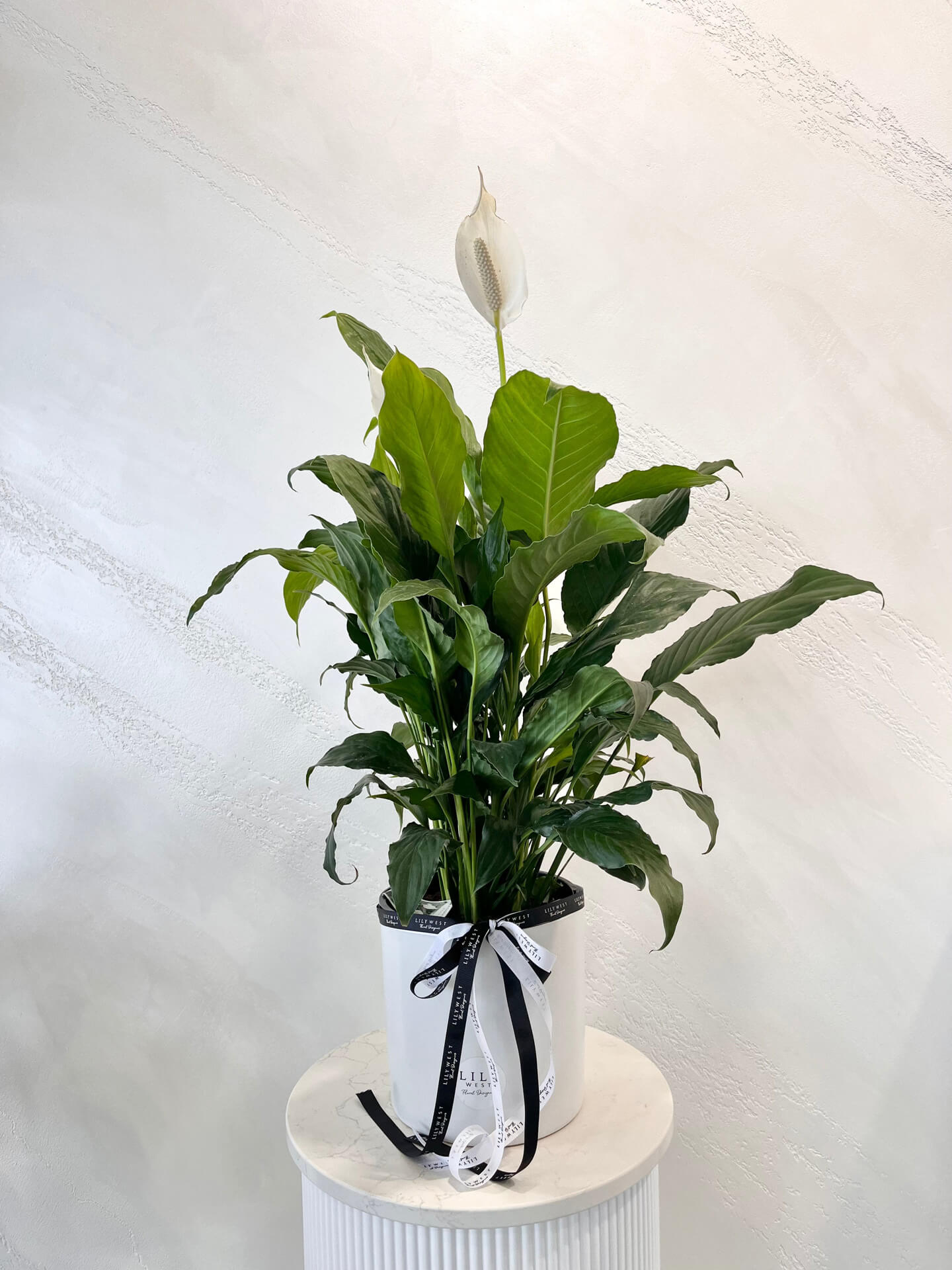Peace Lily plant in pot delivery available.