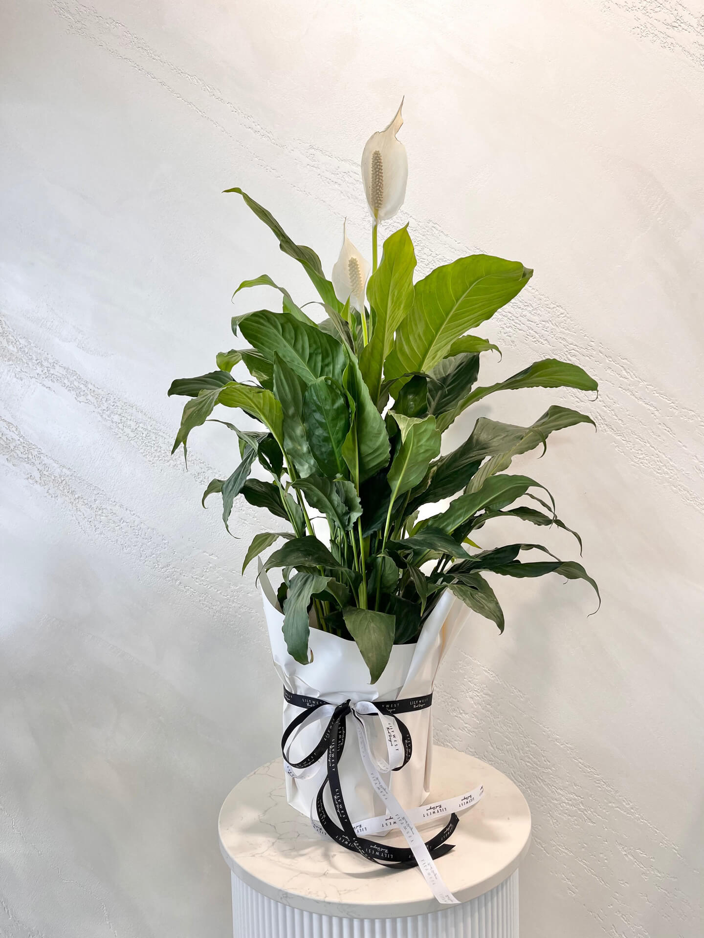 Peace Lily plant in pot delivery available