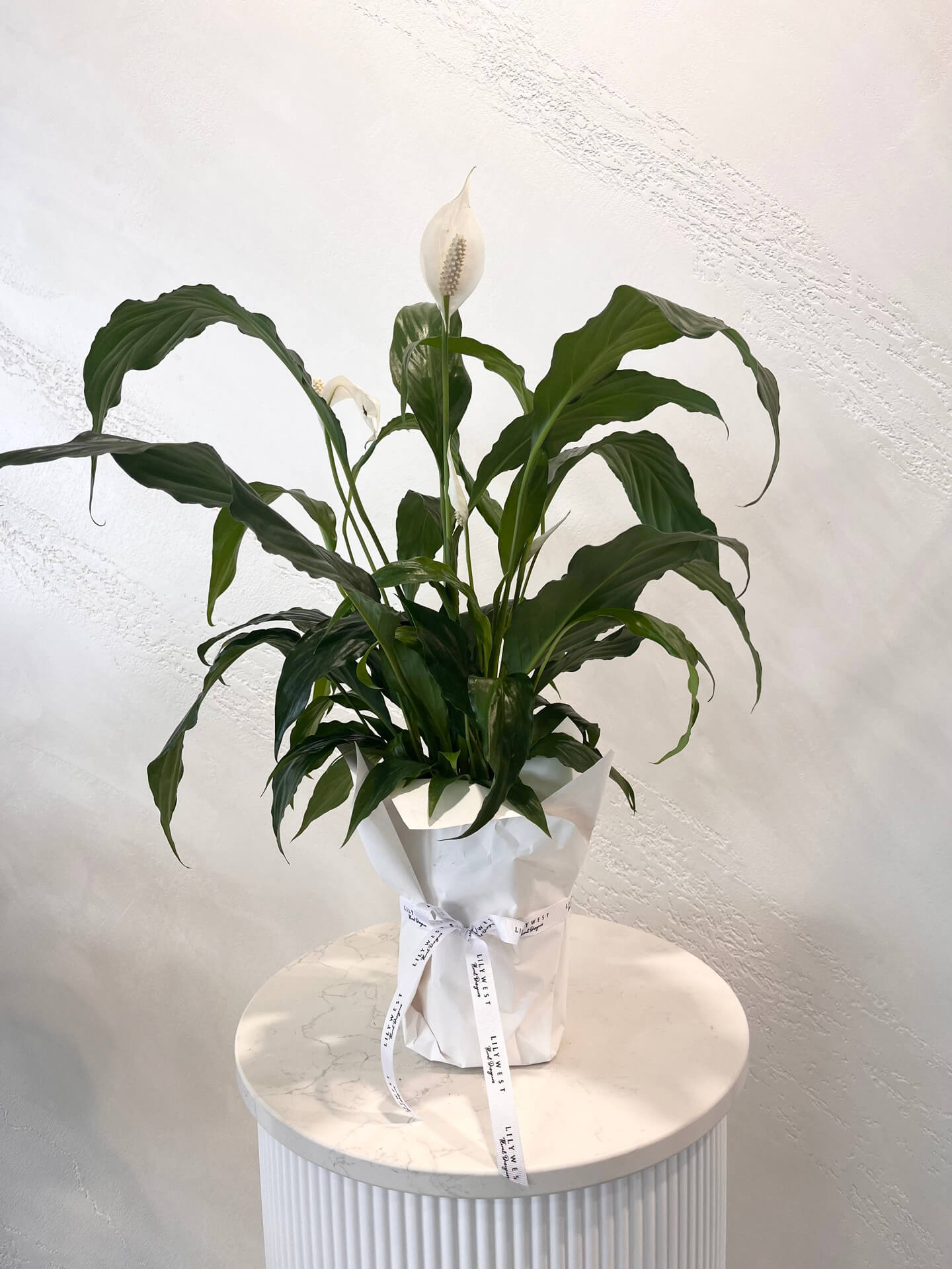 Peace Lily plant delivery available