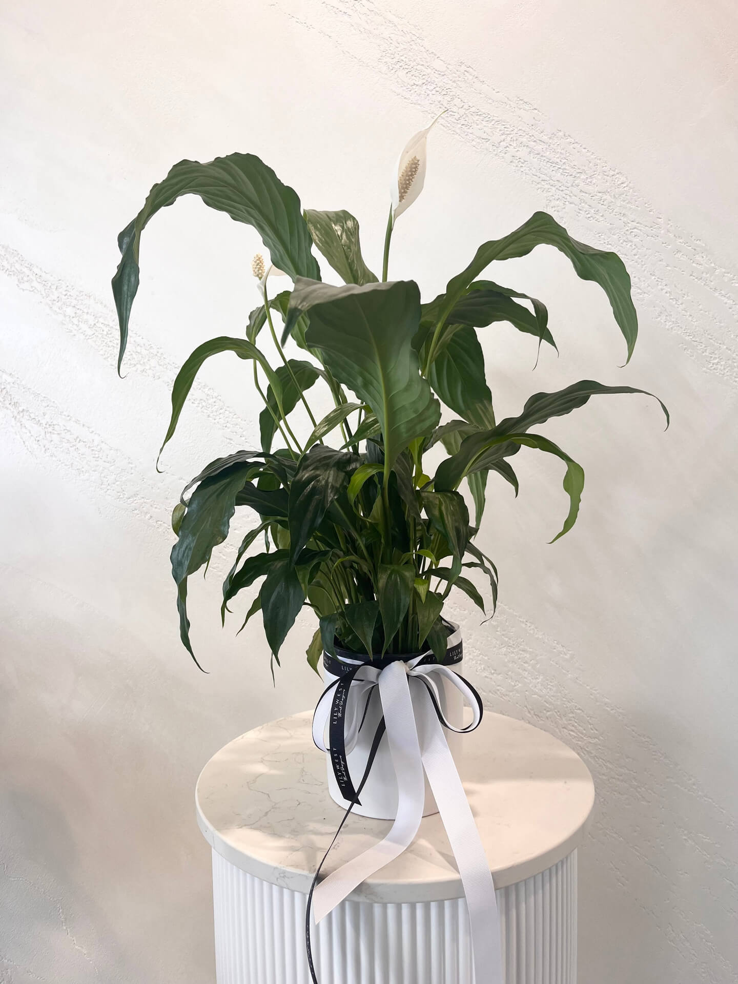 Peace Lily plant in pot delivery available