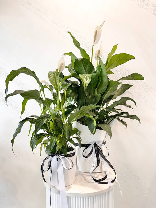 Peace Lily plant in pot delivery available