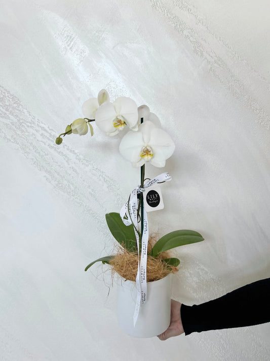 Phaelanopsis Orchid Plant