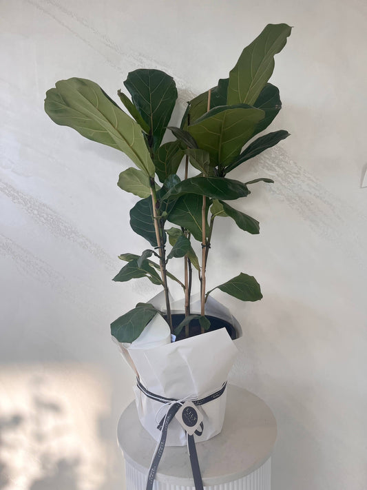 Fiddle leaf fig, delivery available