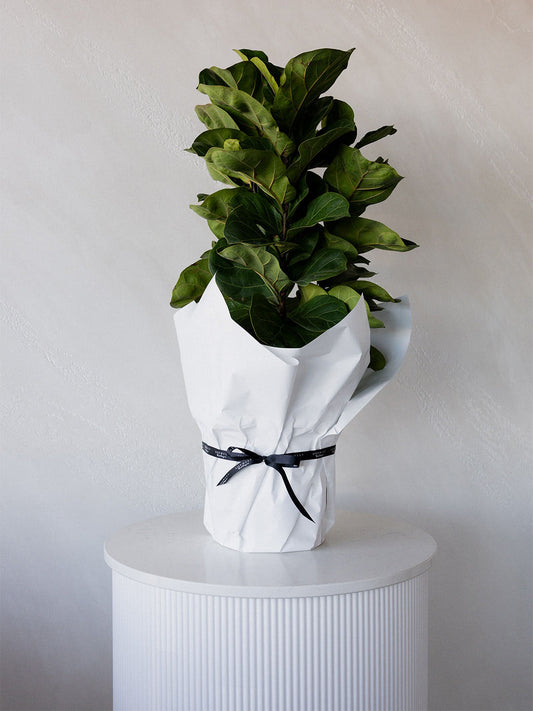 Fiddle Leaf Fig