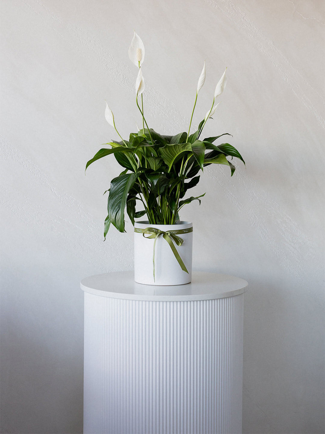 Peace Lily in Ceramic Pot Large