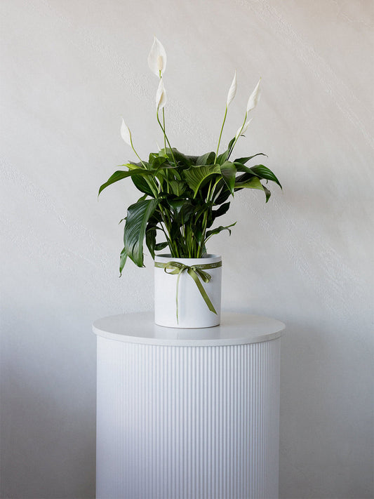 Peace Lily in Ceramic Pot Large
