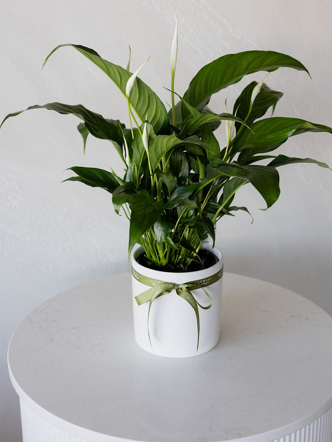 Peace Lily in Ceramic Pot Small