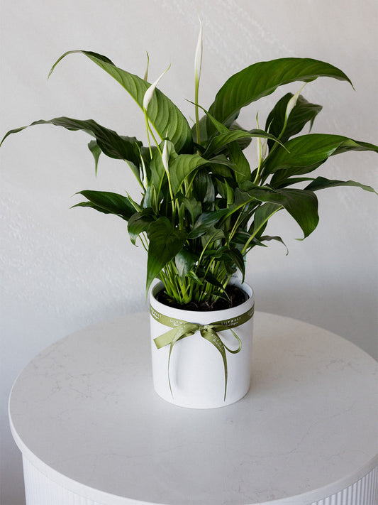 Peace Lily in Ceramic Pot Small