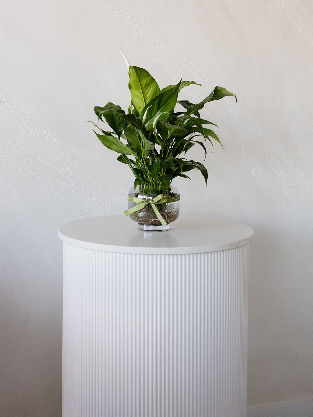 Peace Lily In Water