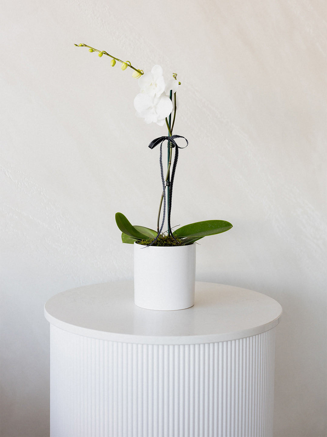 Phalaenopsis Orchid Plant