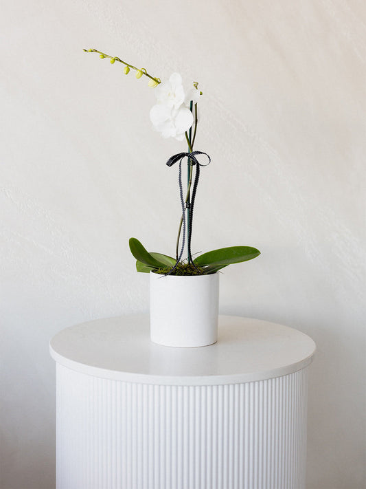 Phalaenopsis Orchid Plant