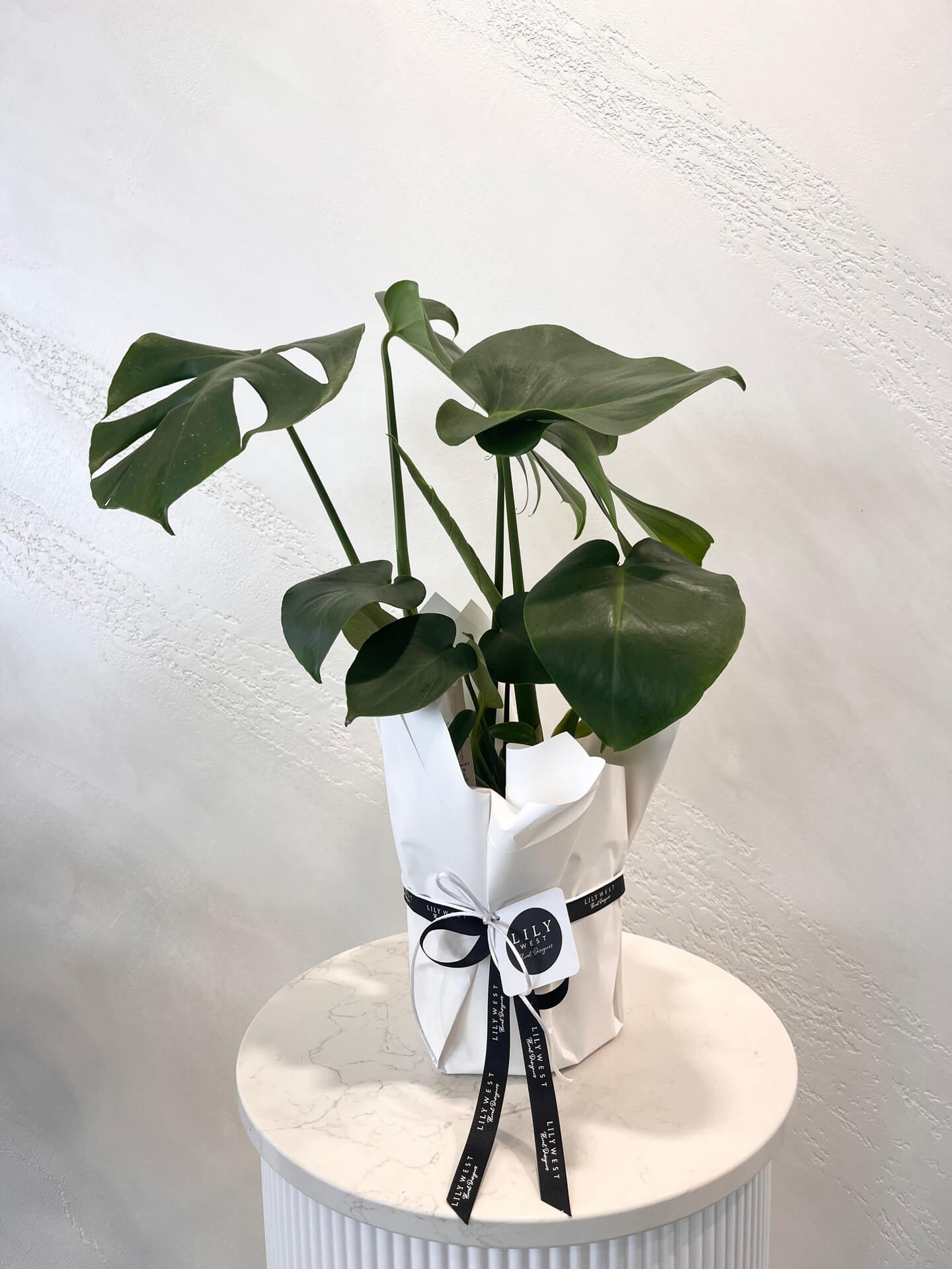 Monstera plant delivery available