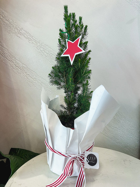 Christmas Tree Plant