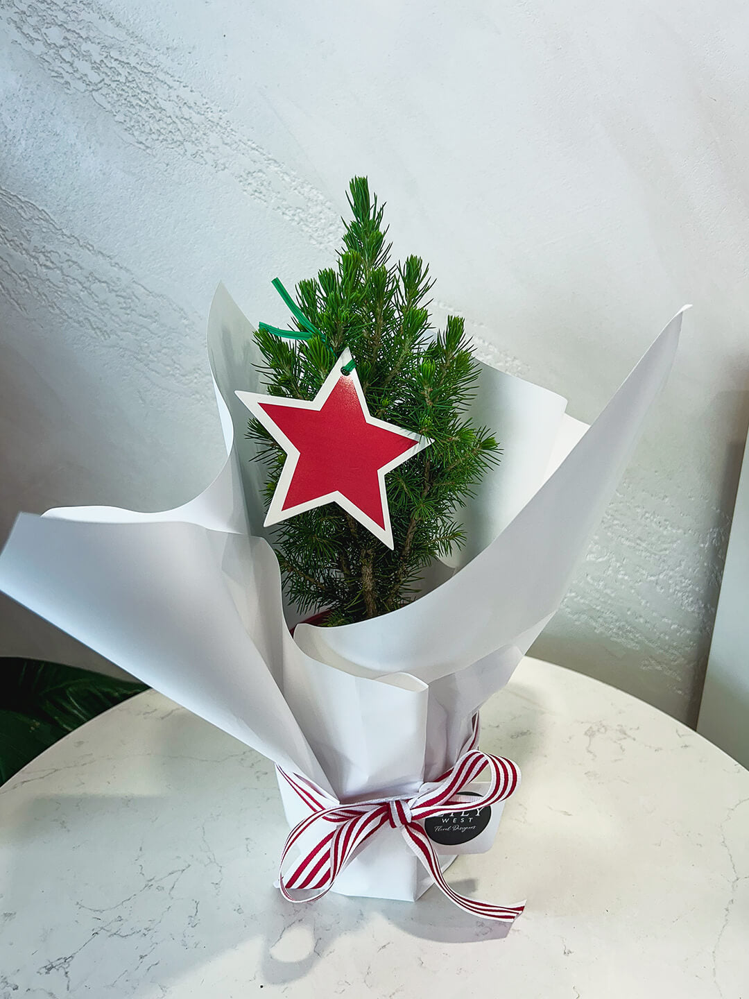 Christmas Tree Plant